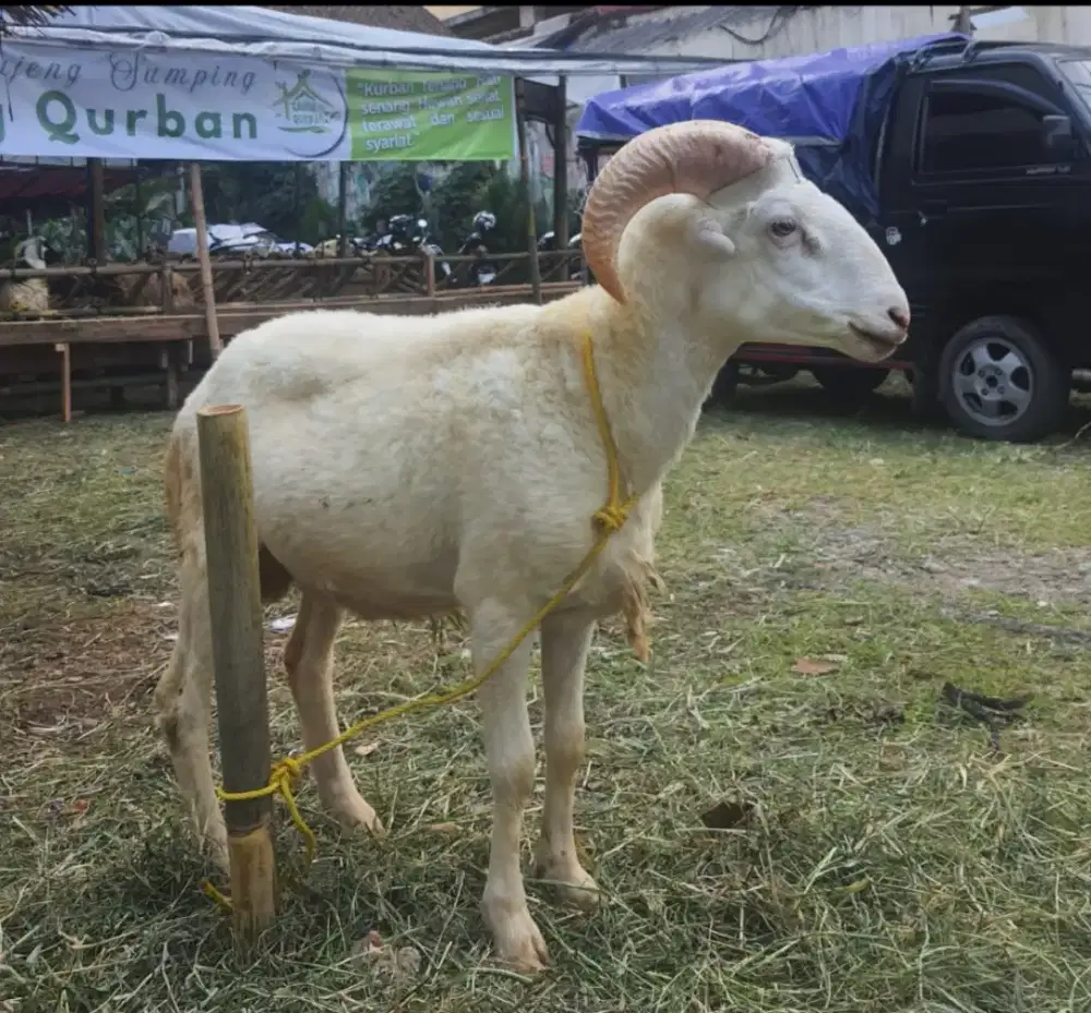 Jual hewan qurban Domba dan Sapi