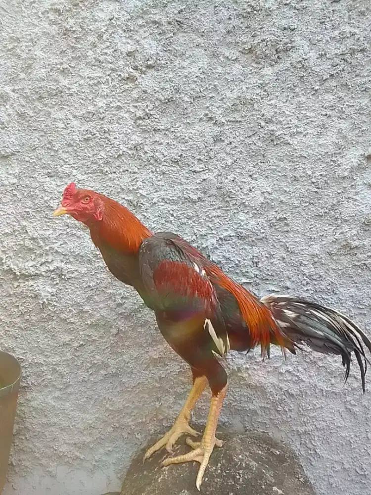 AYAM BANGKOK UK3