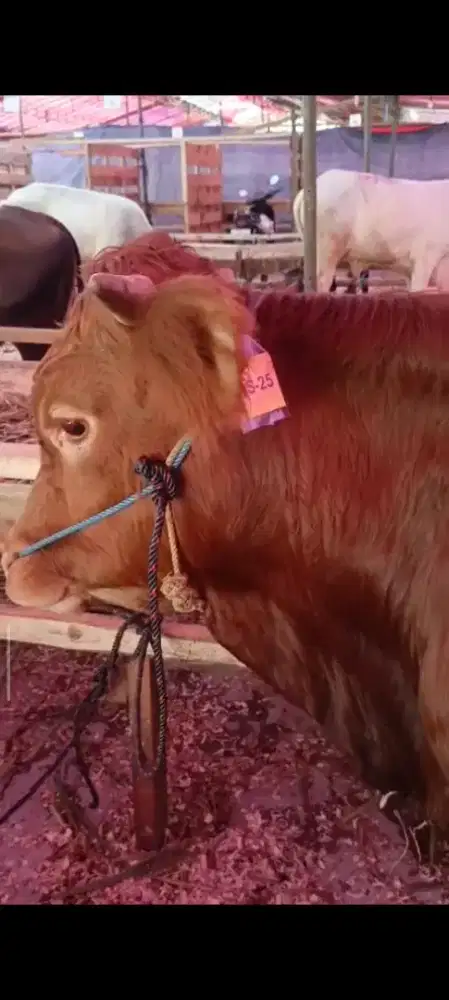 SAPI KURBAN 20 JUTAAN, NEGO