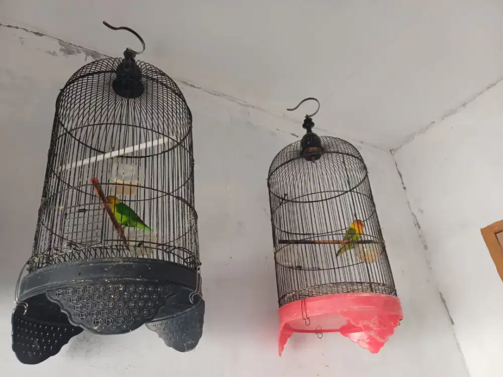 Burung love bird