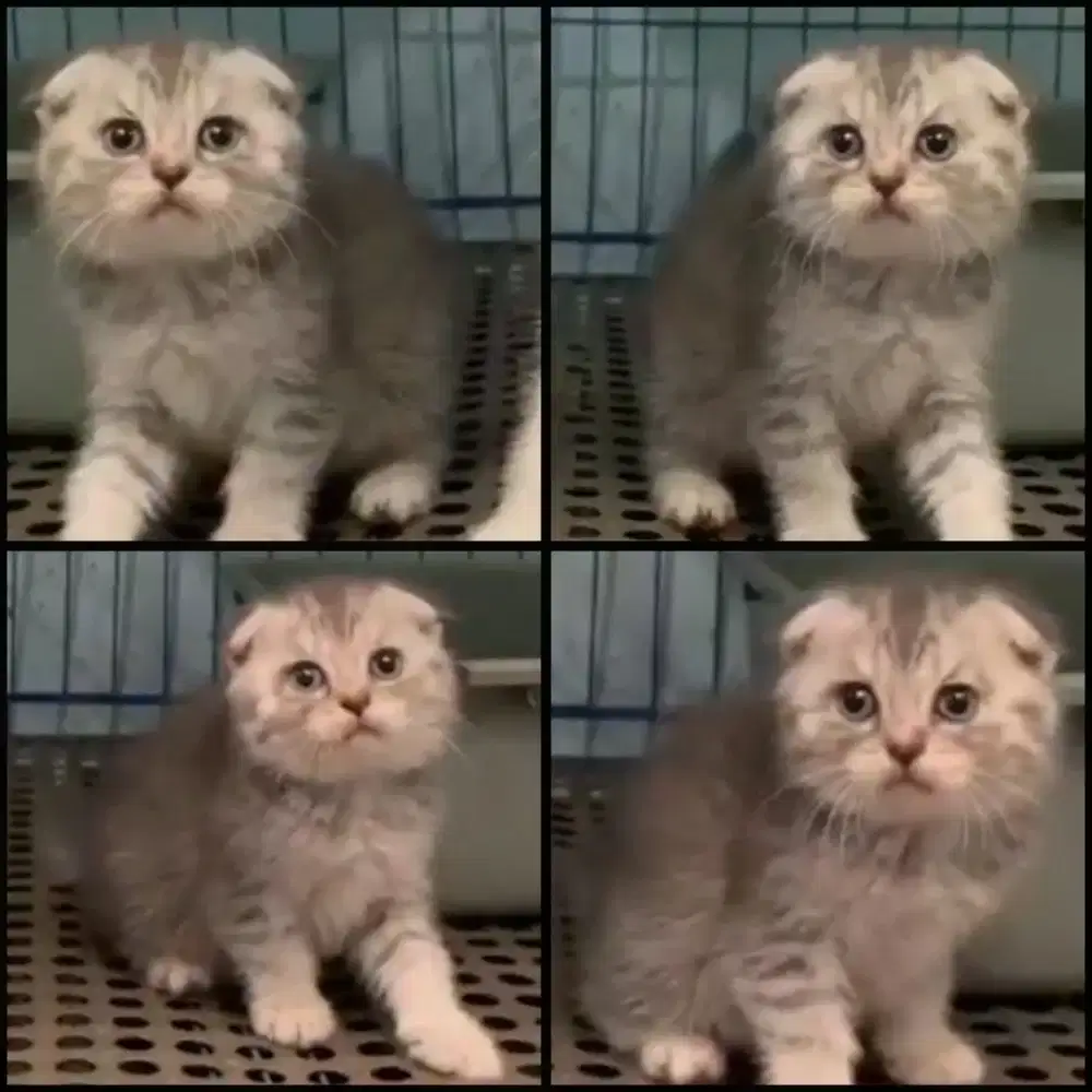 Kucing scottish fold