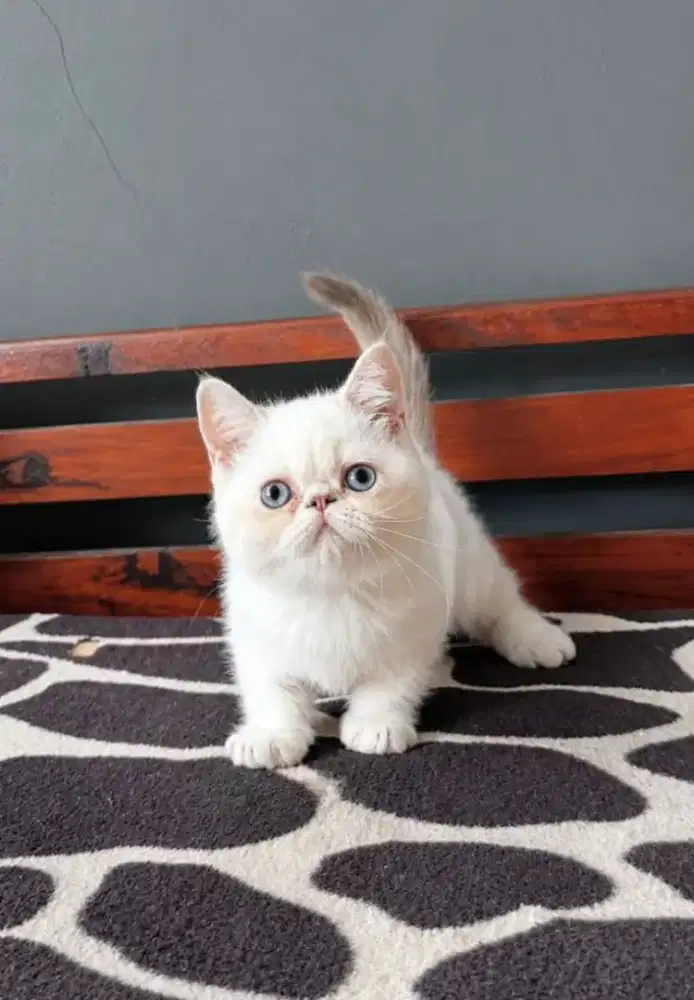 Kucing munkin minute