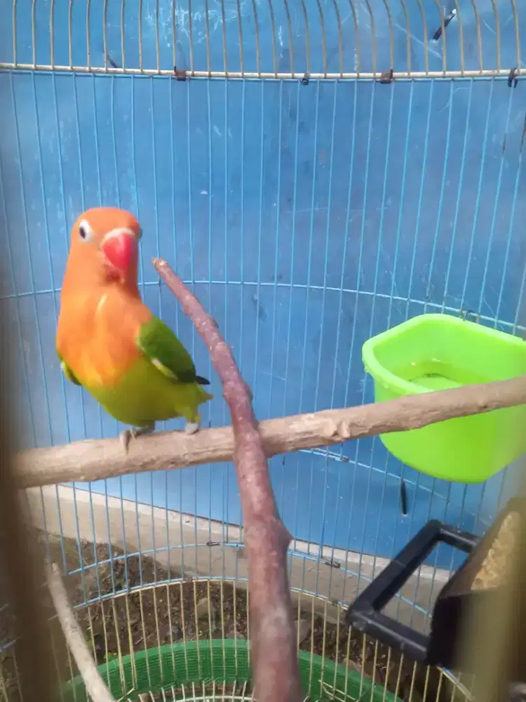 Seekor lb biola green cantik