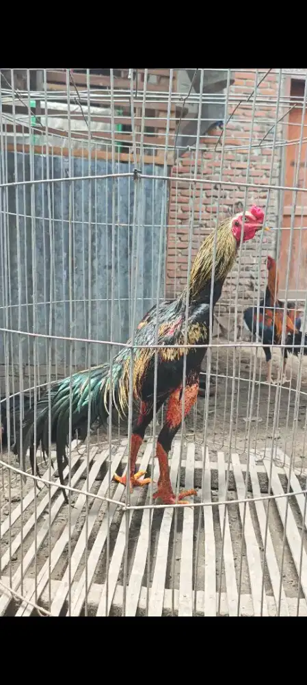 Ayam Bangkok, Lepas Amunisi