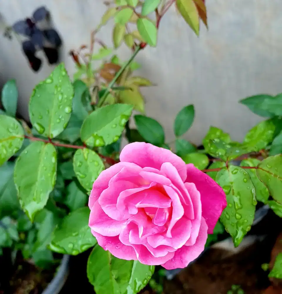 Bunga Mawar Pink Segar