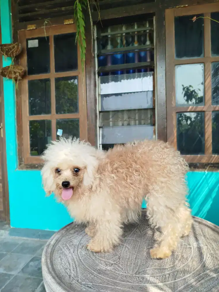 Poodle betina hamil