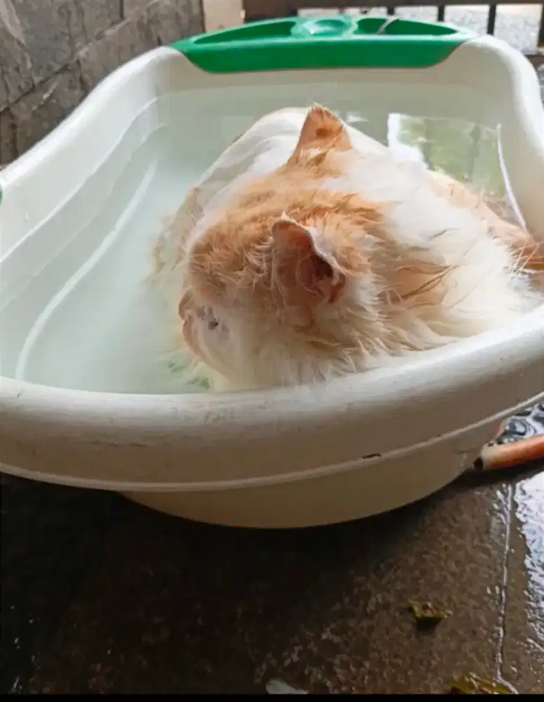 Perawatan/grooming kucing