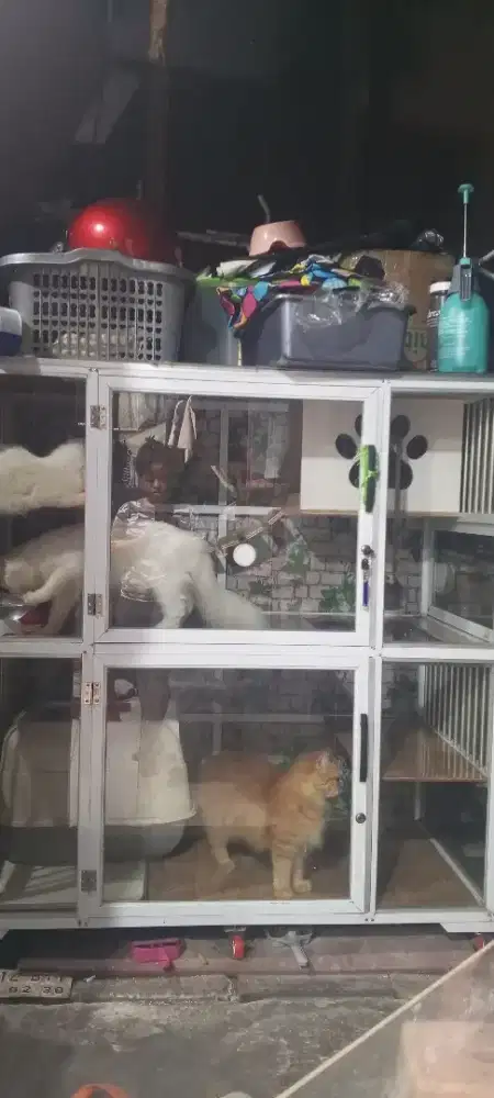 KANDANG BIG SIZE DAN KUCING 4ekor