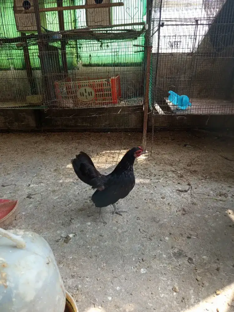 Ayam Serama Betina Induk