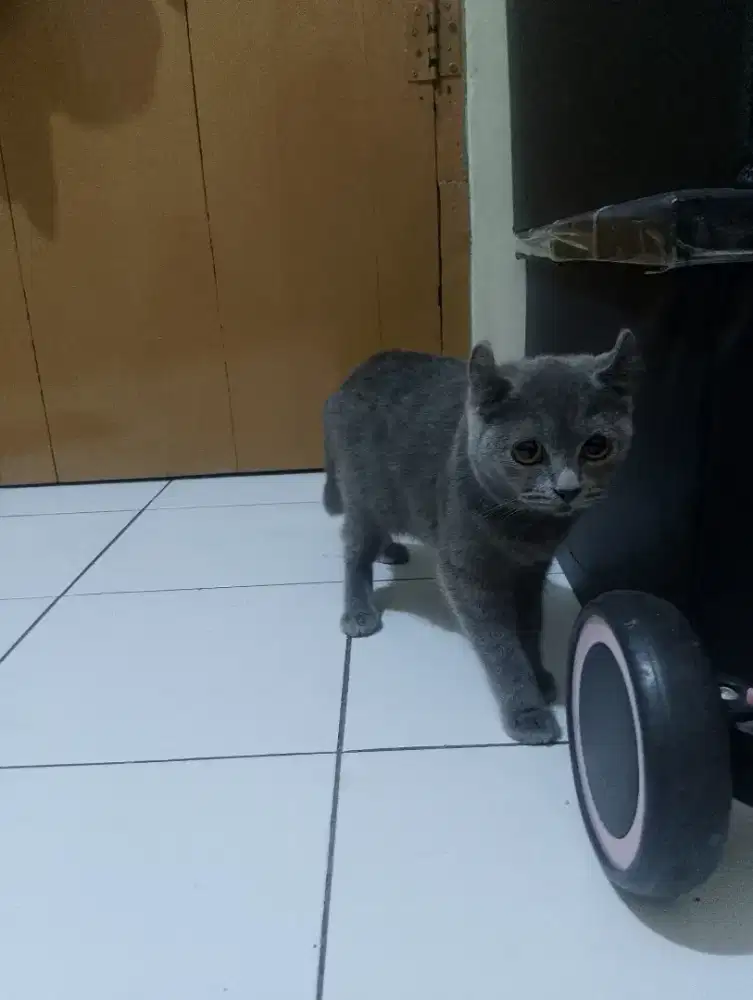 Kucing British shorthair Curly/kinkalow BSH/Brittish curl Munchkin NS