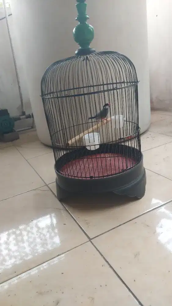 burung gelatik + kandang