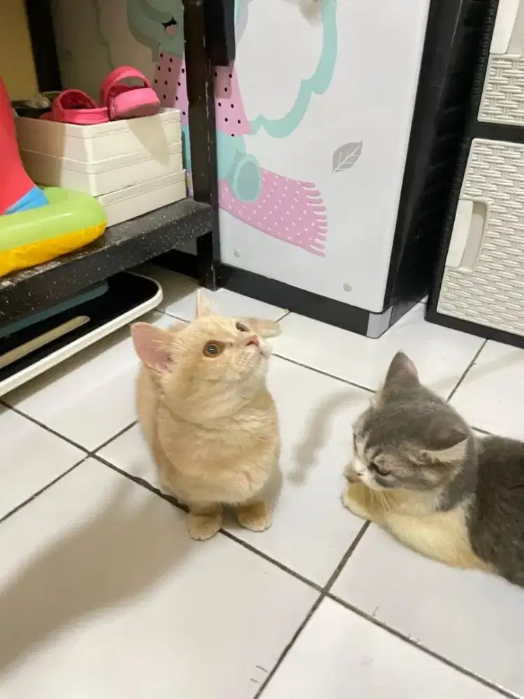 Kucing Munchkin BSH/cebol British shorthair/kaki pendek Brittish
