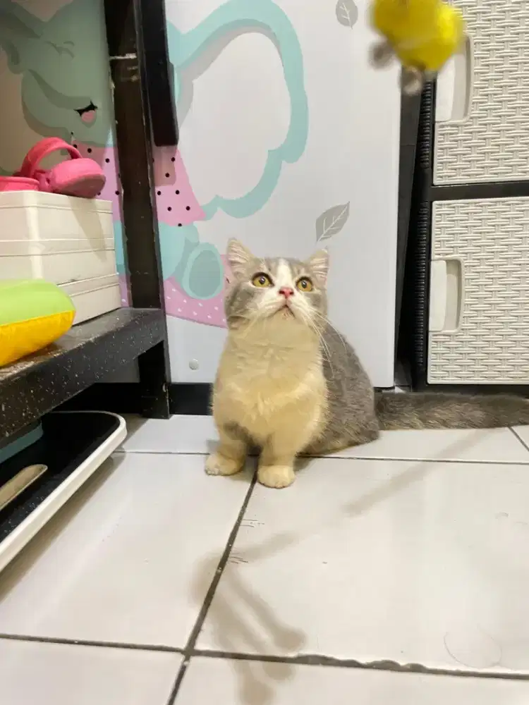 Kucing Munchkin BSH/kaki pendek British shorthair/cebol Brittish