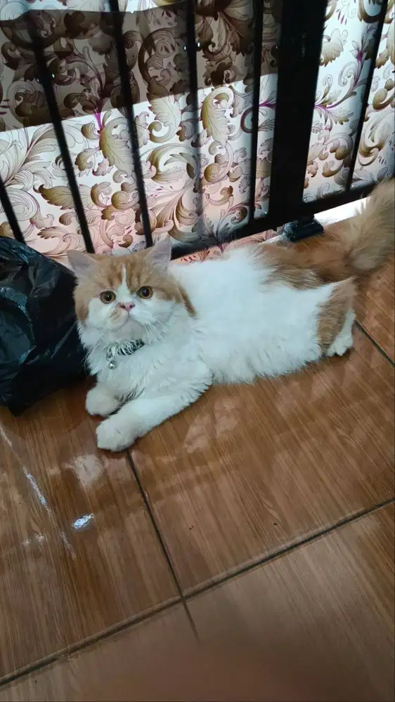 Kucing Persia flat nose & Persia Himalaya