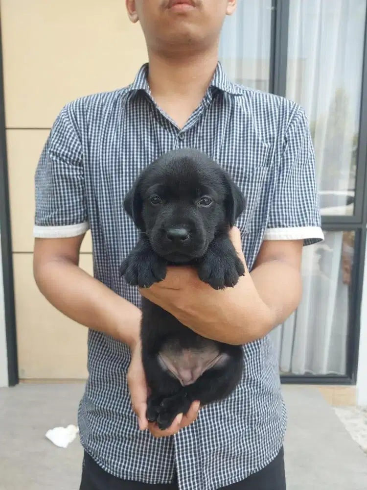 Labrador Big Bone