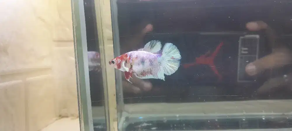 Plakat Barongsai Dolphin