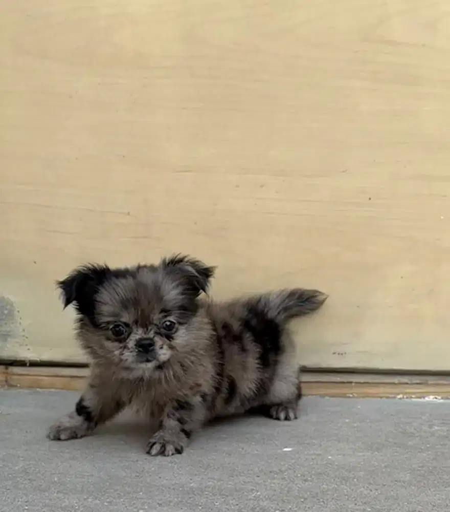 Chihuahua Exotic LongHairs Merle