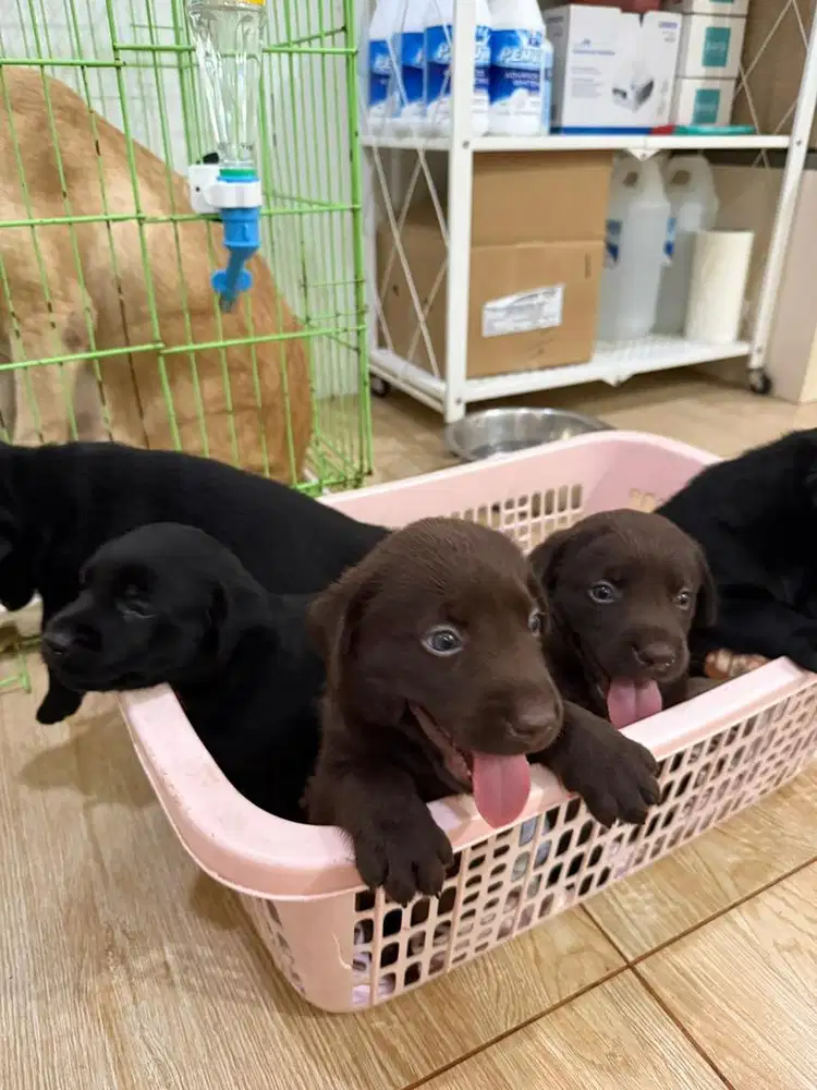 Labrador Puppies