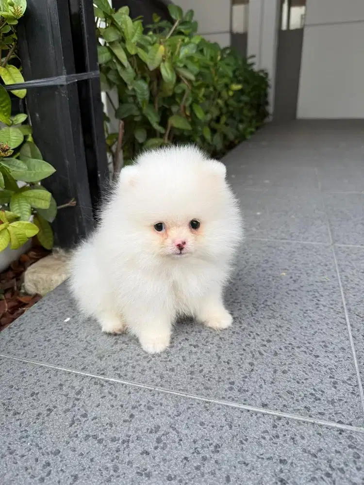 Super MiniPom cakepp