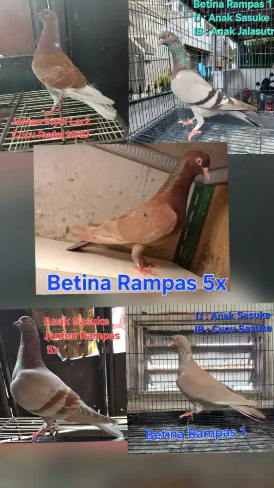 Burung Merpati Dara Trah