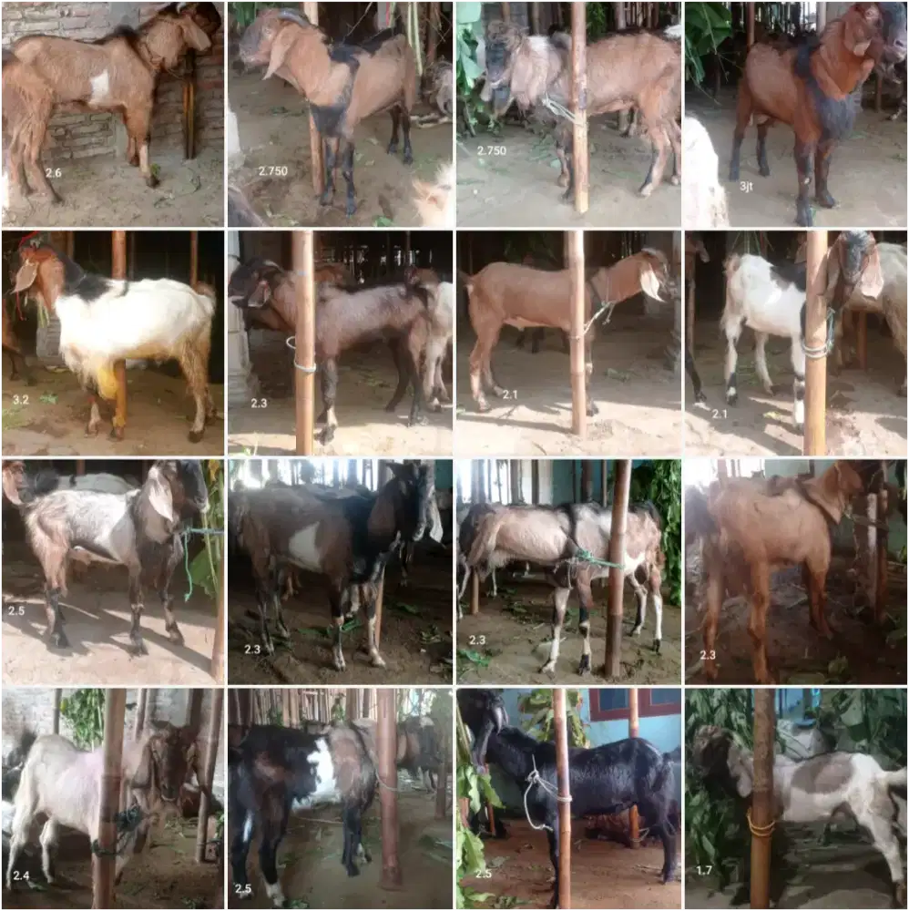 Kambing Kurban Qurban Pak Sarimin Butulan Baru Makamhaji