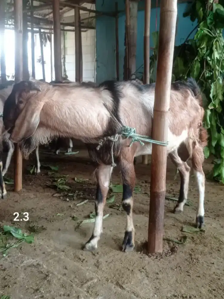 Pusat Kambing Qurban Termurah Kurban Pak Sarimin