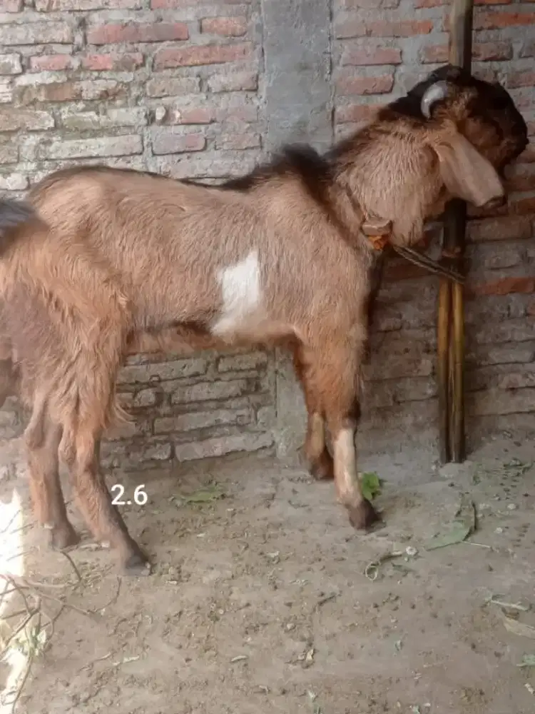 Kambing Kurban Pak Sarimin Makamhaji Kartasura