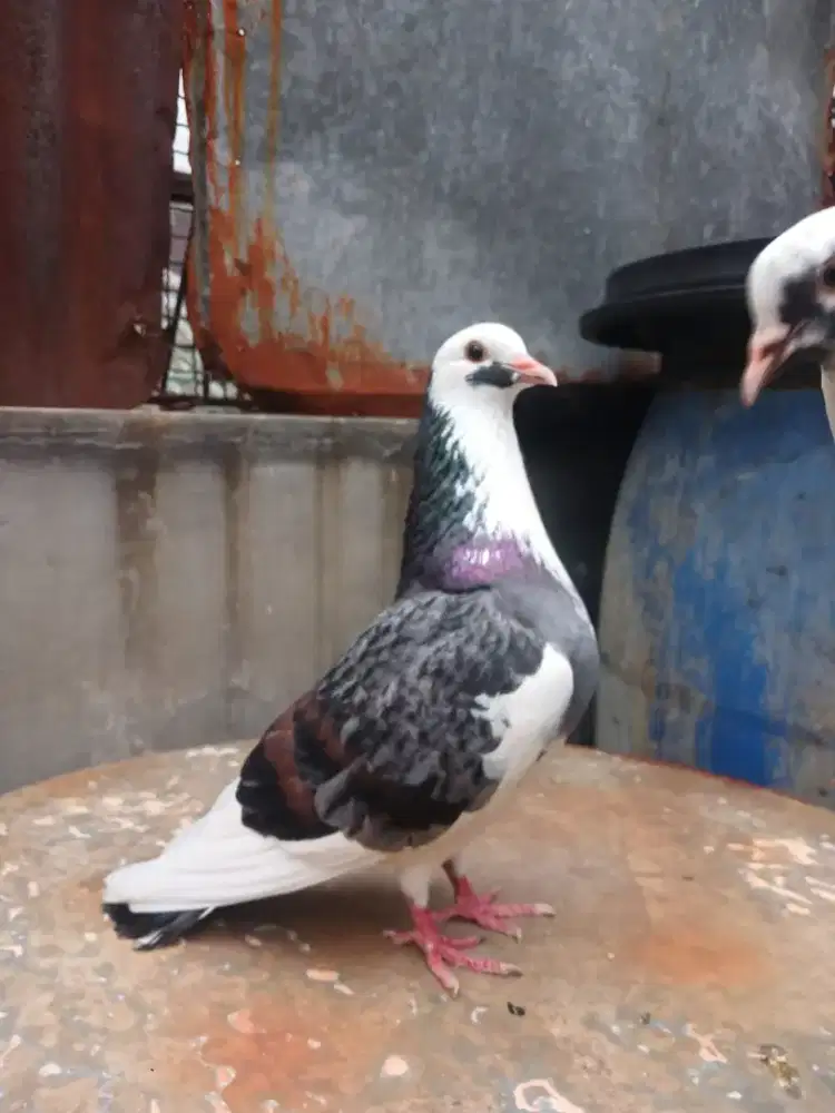 Burung Merpati sepasang Giring