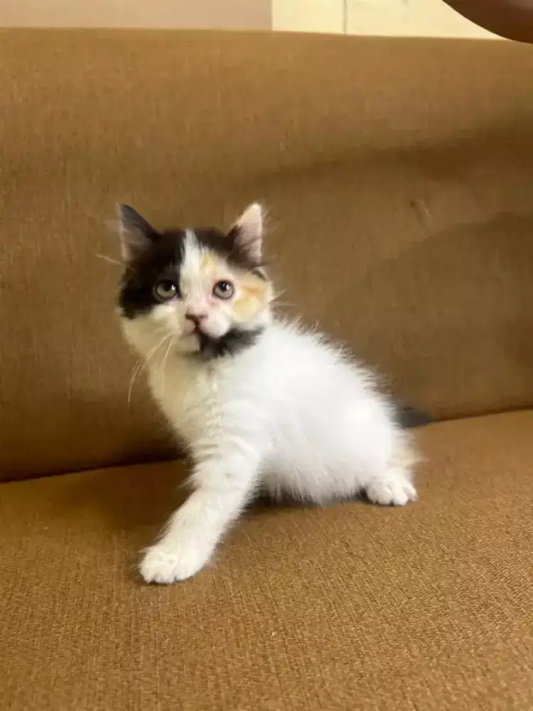 Kucing kitten Calico Female super gemoy