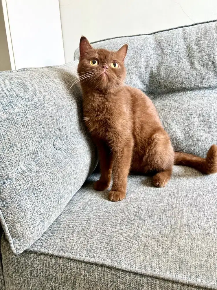British shorthair