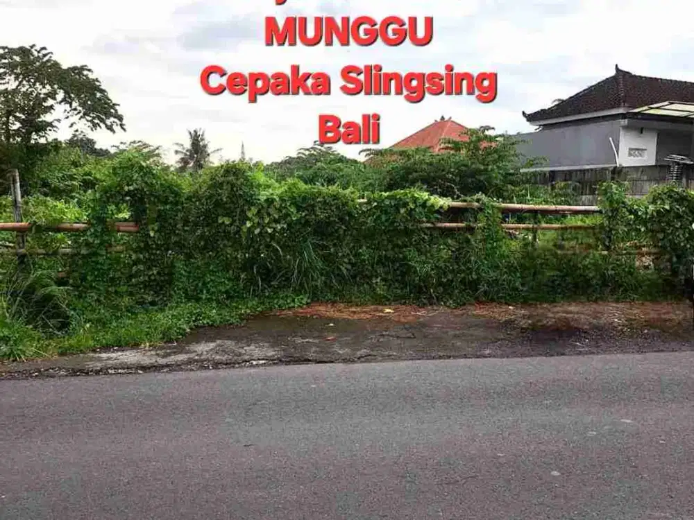 Jual Tanah 49,9are di jln RAYA MUNGGU Cepaka Slingsing, dkt Tumbak bayuh, pererenan Bali - Thumbnail 4