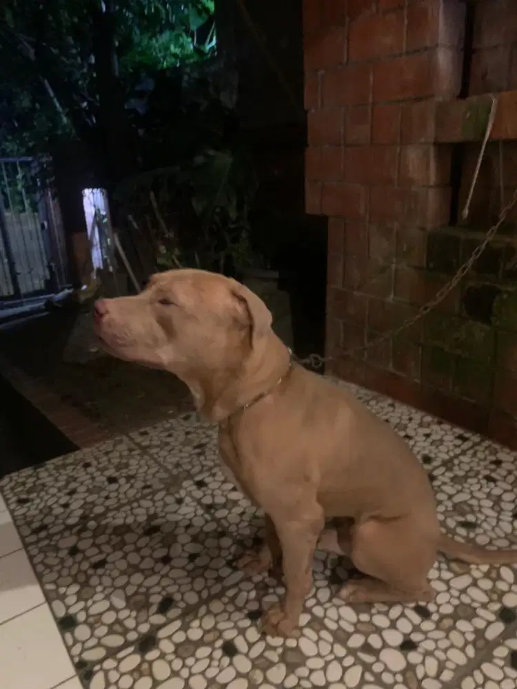 American Pitbull Terrier