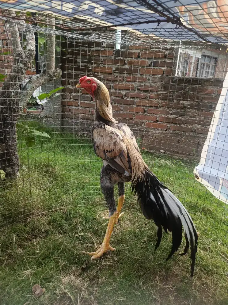 Ayam aseel x ekor lidi