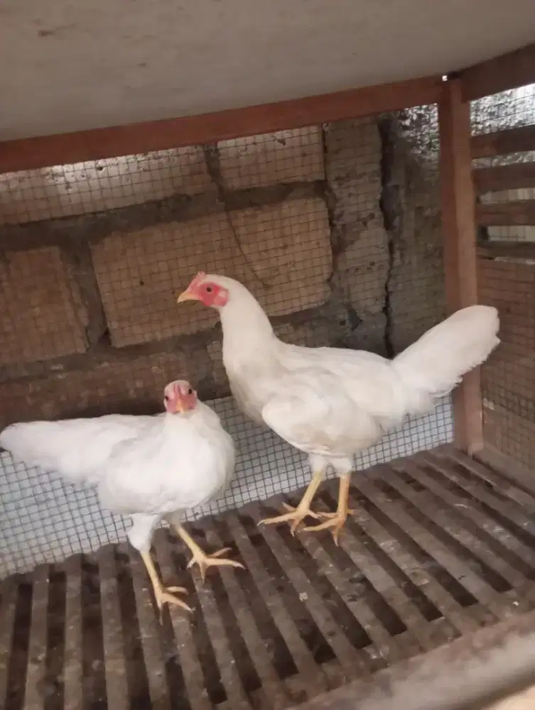 Ayam kampung putih betina remaja dere