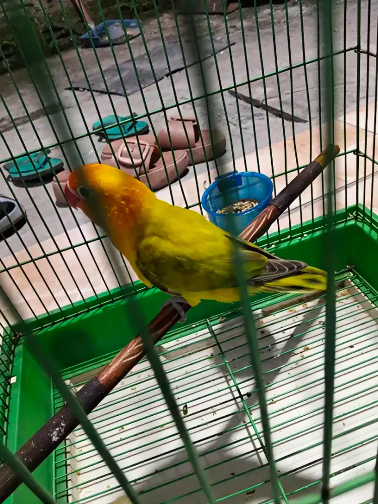 Burung lb warna nyegerin (sepasang)