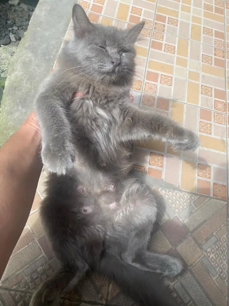 LA kucing abu-abu keren