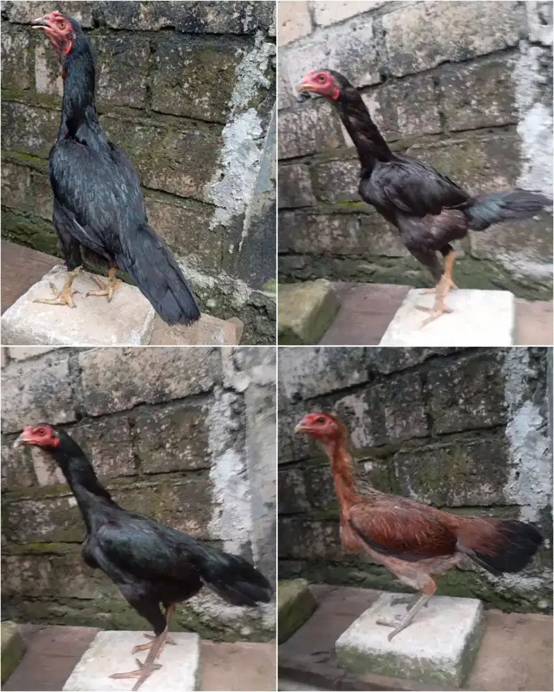 Ayam bangkok betina biang