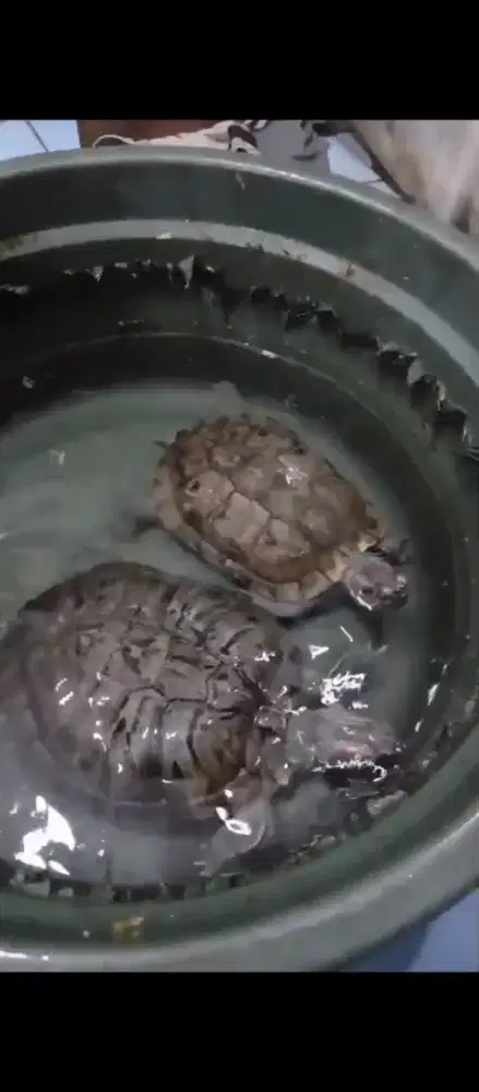 Kura kura brazil