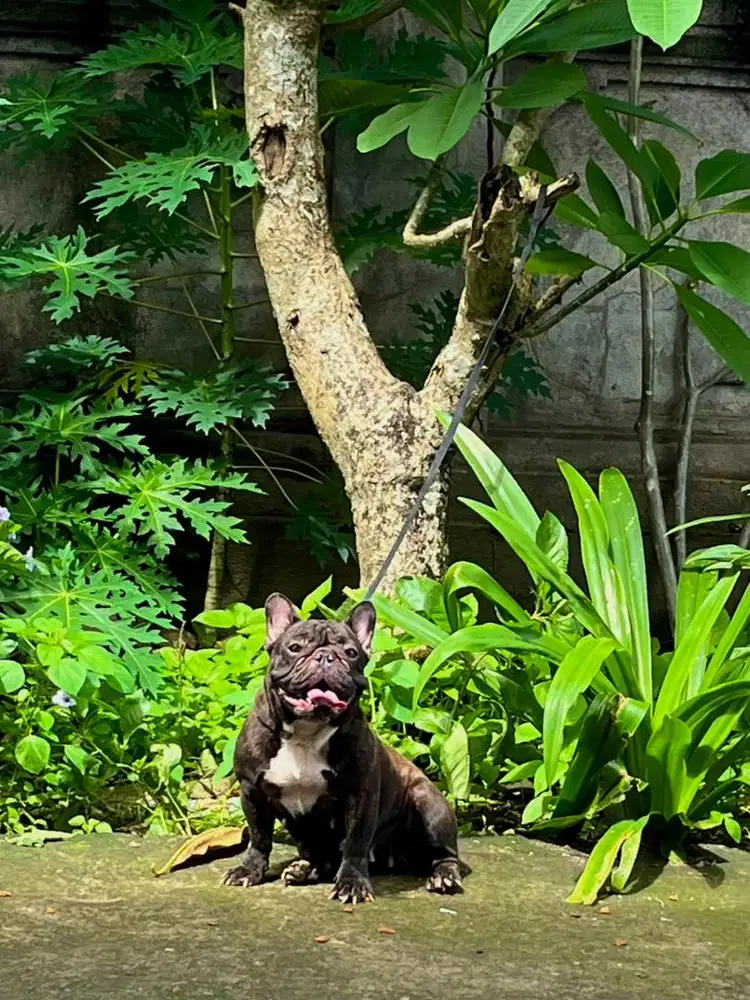 Indukan French Bulldog Stambum