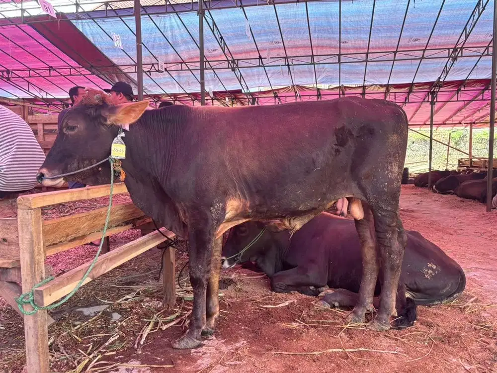 Sedia sapi qurban
