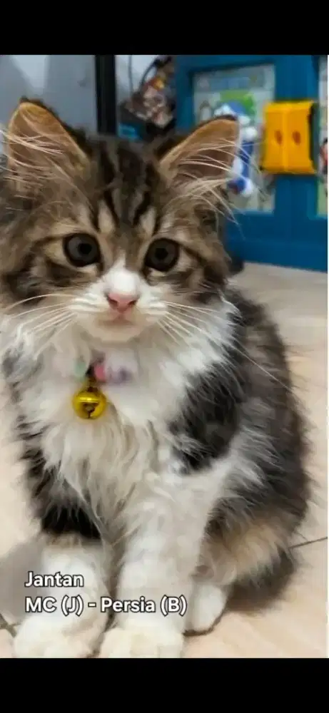 Sepasang Kitten Mainecoon Fullset Kandang & Aksesoris