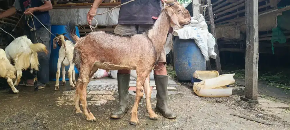 Kambing Kurban qurban dan akikah