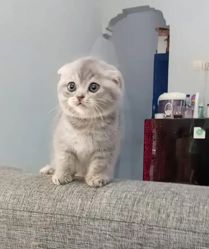 Kitten skotis fold jantan 2 bulan 1 minggu