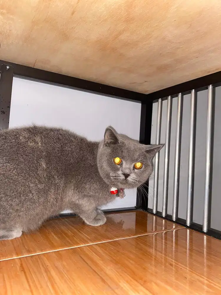 Jual British Shorthair Blue Tortie Pure Nonped Proven