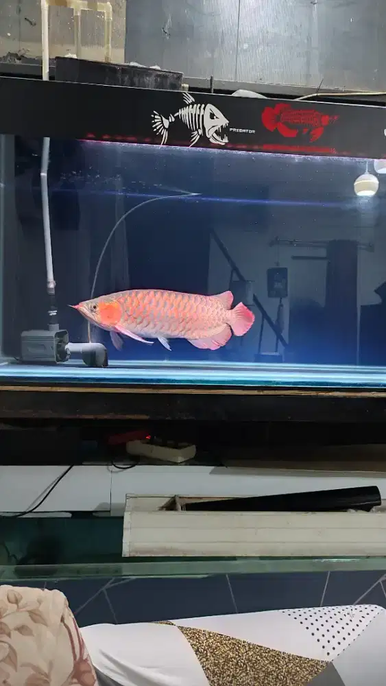 Aquarium 150x60x65 fulset tinggal colok dan isinya tinggal pajang