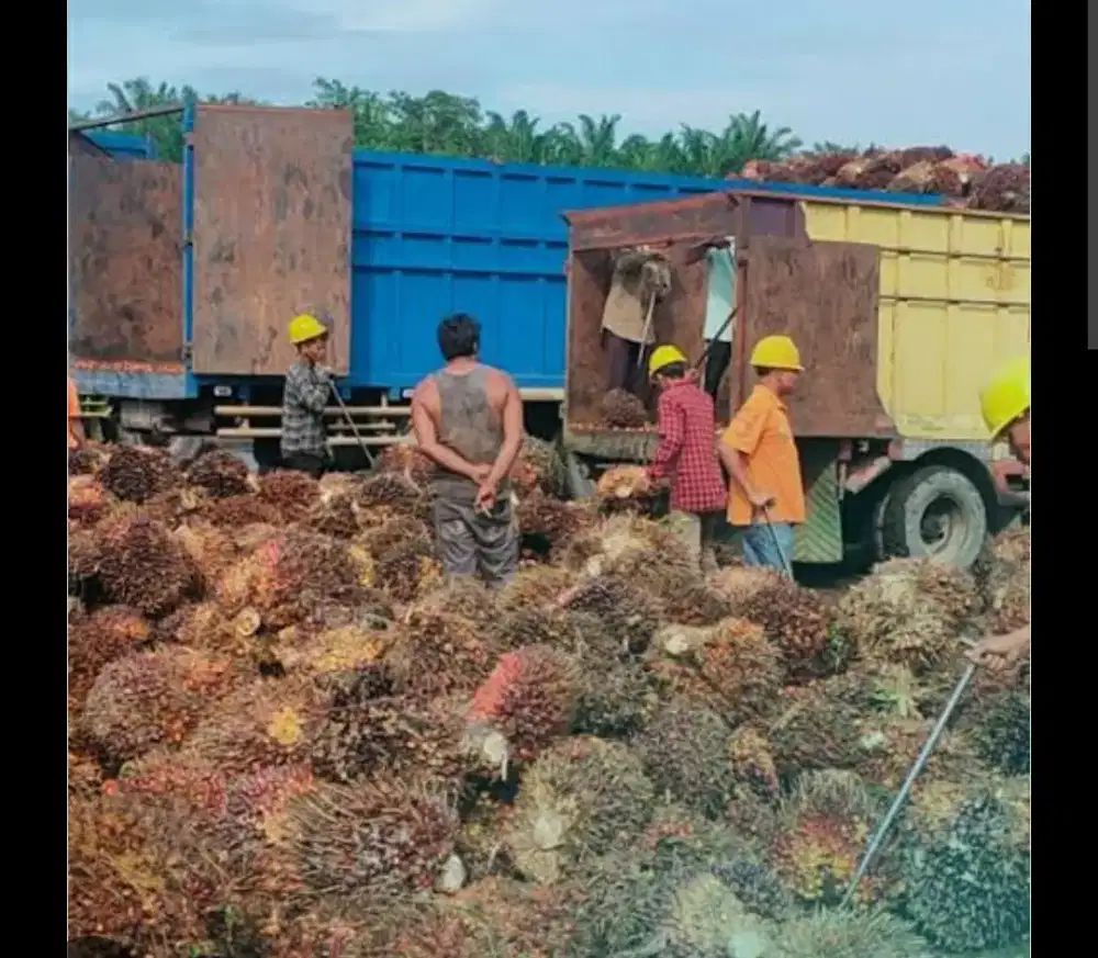 Kerja bagian sortasi/nyortir sawit di pks.pt