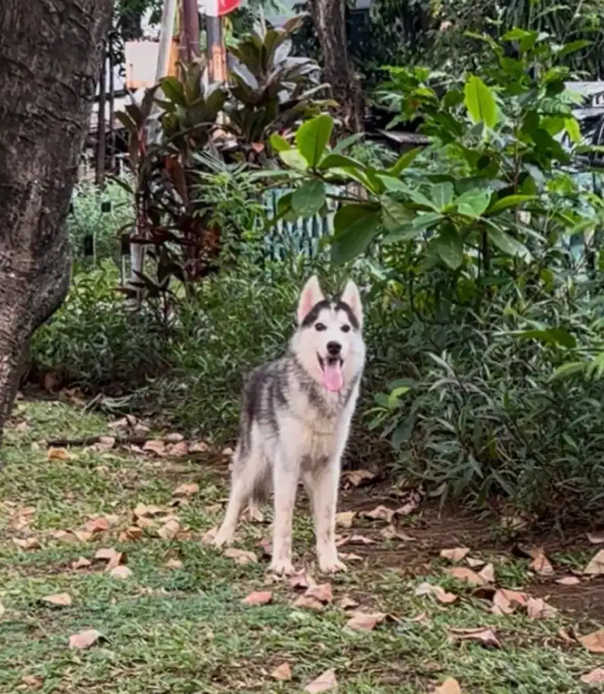 Pejantan Husky darah kristari harga miring
