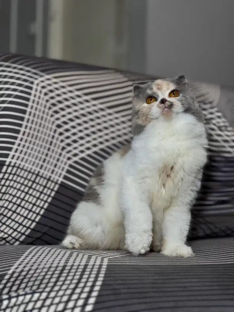 Kucing scotiah fold highland (Longhair) betina