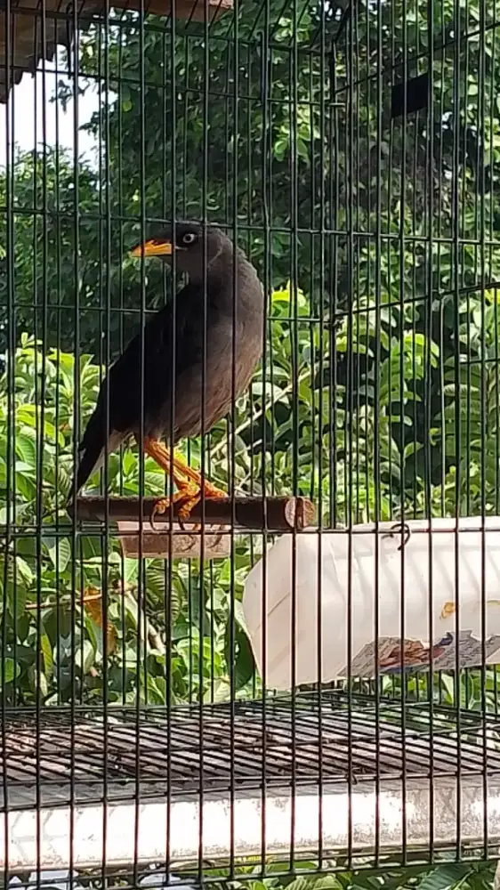 Jalak kebo mata putih fulset bunyi harian manggut2