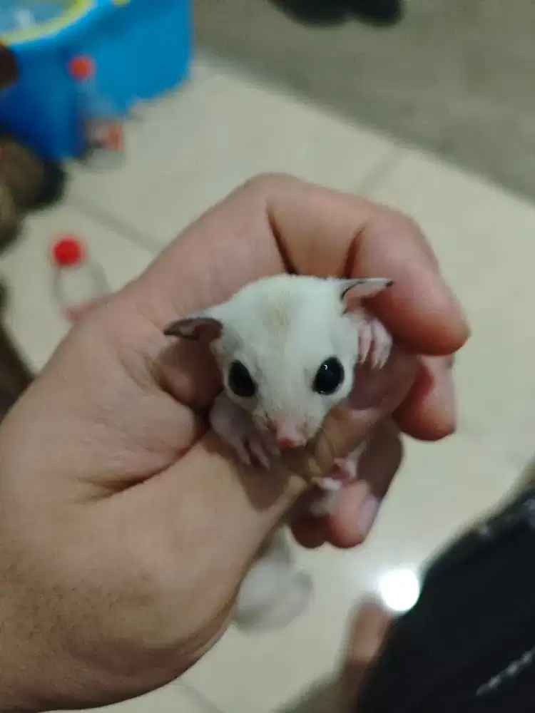 Joey Sugar Glider
